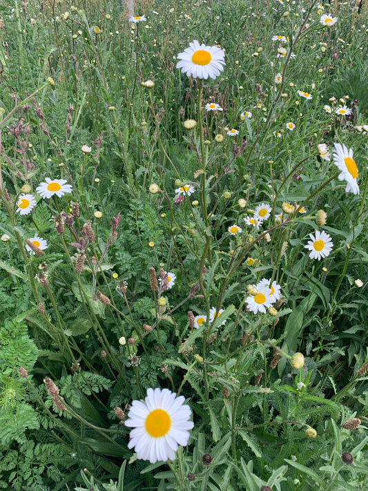 Flower Meadow (Geranium + Neroli + Lavender) | Amber Jar Candle